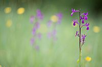 a jewel in the grass #2