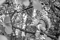 London - Nature in town