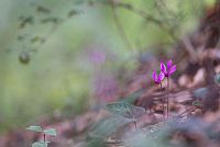 autumn ... in progress