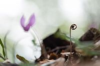 autumn ... in progress #2