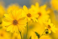 autumn ... in progress #3