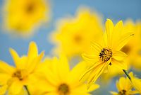 autumn ... in progress #4