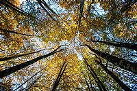 autumn ... in progress #5