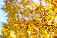 autumn ... in progress #6