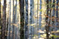 autumn ... in progress #8