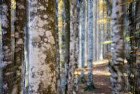 autumn ... in progress #9