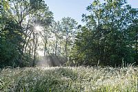 morning2Pal�: the lawn