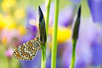 morning2Pal�: melitea on Iris