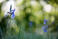 morning2Pal�: Iris Sibirica