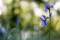 morning2Pal�: Iris Sibirica #2