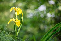 morning2Pal�: Iris Pseudacorus