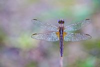 another jewel on the grass