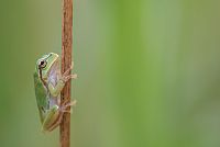 pole dance ... in nature