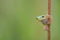 pole dance ... in nature #2