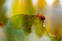 a little piece of autumn #3