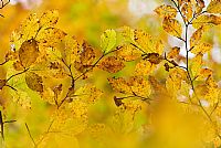 imperfections autumn