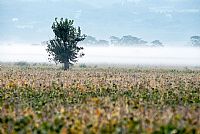 awaiting another autumn