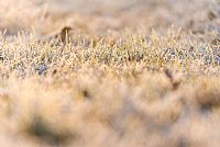 frost grass
