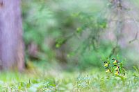  As a light in the way