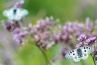 Apollo: the moon as dream