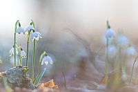 simple sign of spring