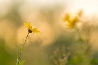 to remember all those who went on