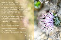 un fiore � stato reciso oggi