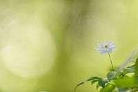 La primavera nel cuore (2021#5)