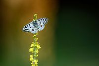 pronta a spiccare il volo / ready to fly