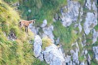 qualcosa di nuovo sul Grappa