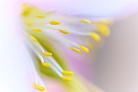 si vestono, i fiori...