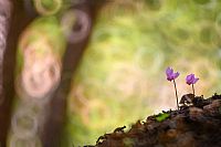 colori del sottobosco