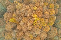 Come alveoli di un grande polmone