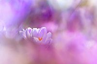 le meraviglie, quelle semplici!