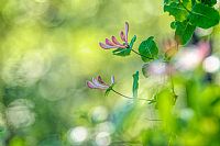 L'abbbracciaboschi, o meglio, il Caprifoglio