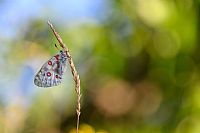 la bellezza non si nasconde