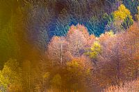 Le meraviglie che non fanno rumore #1