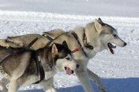 in corsa per amicizia #2