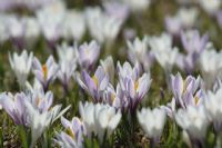 Crocus albiflorus #2