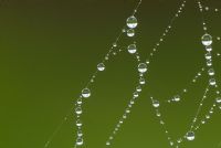 senza il ragno ... #2