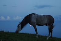 a cavallo della luna