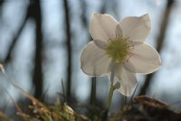 rosa di natale, Elleboro Helleborus niger