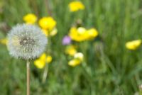 quel che resta della pasquetta