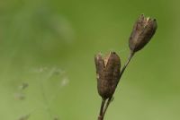 ai pal� di Sernaglia #2