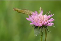 ai pal� di Sernaglia #3