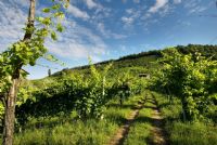 le colline del prosecco #3