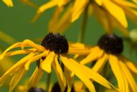 lunghezza d'onda fra 565 e 590 nanometri