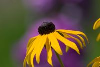 ... e il suo complementare