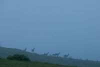 reciproco avvistamento