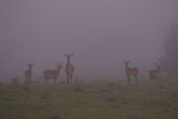 reciproco avvistamento #2